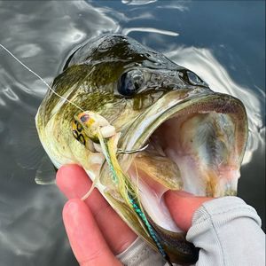 Drift Outfitters & Fly Shop Hours
