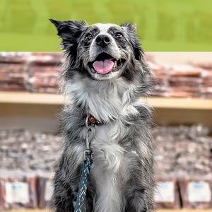 Homes Alive Pets Hours